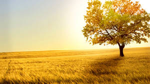 Sunny Field During Autumn Macbook Wallpaper