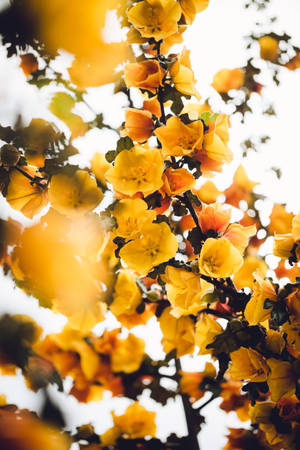 Sunny Flowers Yellow Hd Iphone Wallpaper