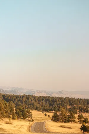 Sunny Forest Ombre Sky Wallpaper
