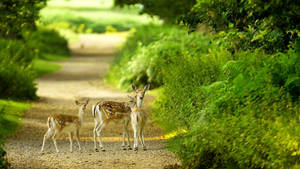 Sunny Nature And Deer Wallpaper