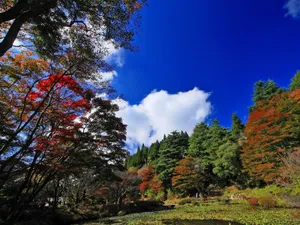 Sunny Nature Park Wallpaper