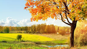 Sunny Nature Scenery Wallpaper