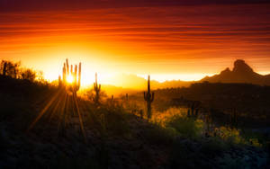 Sunrise And Cactus In Arizona Desert Wallpaper