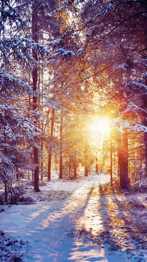 Sunrise_ Glittering_ Winter_ Forest.jpg Wallpaper