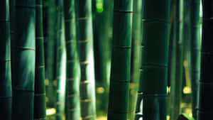 Sunrise In The Bamboo Forest Wallpaper