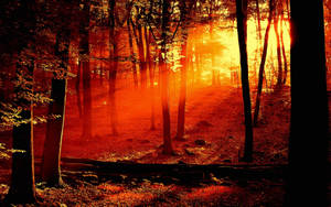 Sunrise Nature In Forest Wallpaper