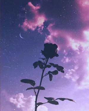 Sunset And Aesthetic Purple Flower Wallpaper