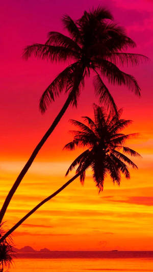 Sunset And Palm Trees Malibu Iphone Wallpaper