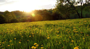 Sunset Field Cute Spring Desktop Wallpaper