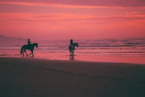 Sunset Horse Beach Wallpaper