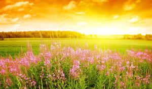 Sunset Meadow Floral Bliss.jpg Wallpaper