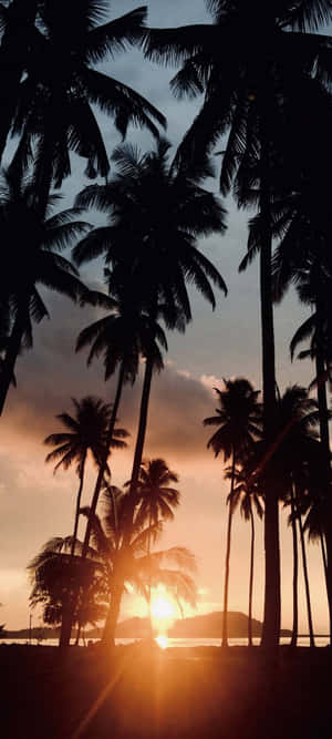 Sunset With Palm Tree Horizontal Wallpaper