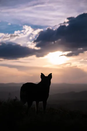 Sunset With Wolf Wallpaper