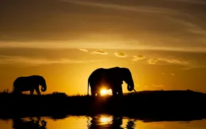 Sunsets And Elephants Wallpaper