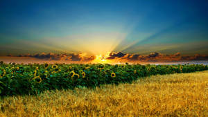 Sunshine Sunflower Meadow Wallpaper