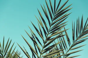 Super High Resolution Fronds Wallpaper