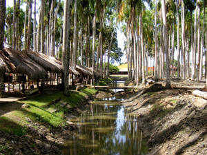 Suriname Coconut Trees Wallpaper