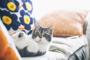Surprised Munchkin Cat Wallpaper