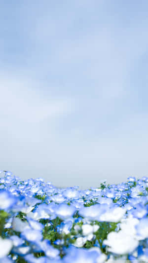 Surround Yourself In Beauty With Our Range Of Blue Flowers. Wallpaper