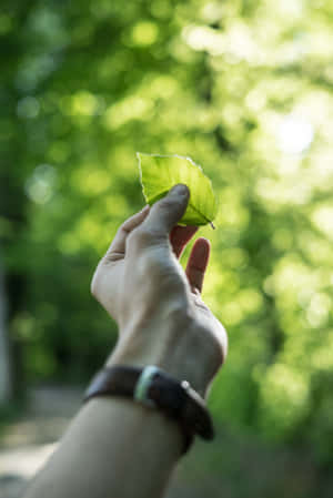 Sustainability Held Leaf Wallpaper