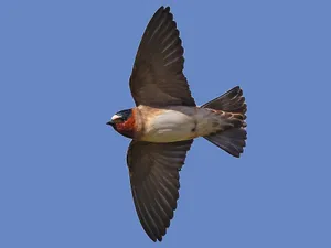 Swallowin Flight Clear Sky.jpg Wallpaper