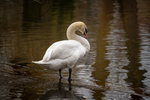 Swan In The Lake Beautiful Birds Wallpaper