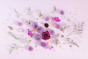 Sweet Scabious Plants Purple Flowers Wallpaper