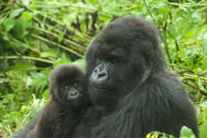 Sweet Smiles From The Cutest Gorilla Wallpaper