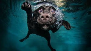 Swimming Black Dog Pet Wallpaper