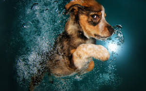 Swimming Dog Photography Wallpaper
