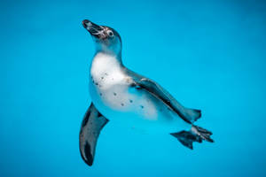 Swimming Penguin Awesome Animal Wallpaper