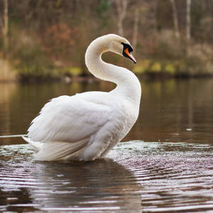 Swimming Swan Beautiful Birds Wallpaper