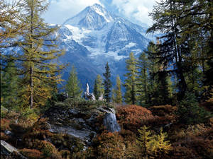 Swiss Alps Forest Wallpaper
