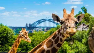 Sydney Taronga Zoo Wallpaper