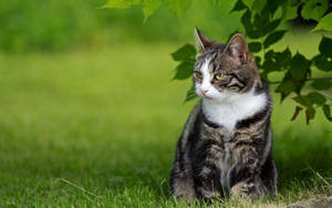 Tabby Cat On Grass Wallpaper