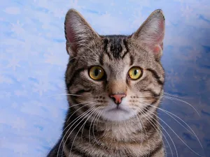 Tabby Cat Portrait Wallpaper