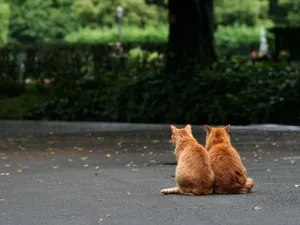 Tabby Cats Back Wallpaper
