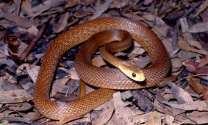 Taipan Reptile On Dried Leaves Wallpaper