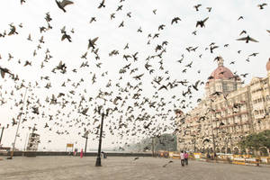 Taj Mahal Palace Mumbai Pigeons Wallpaper