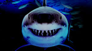 Take A Bite Out Of Fear With This Scary Shark Image Wallpaper