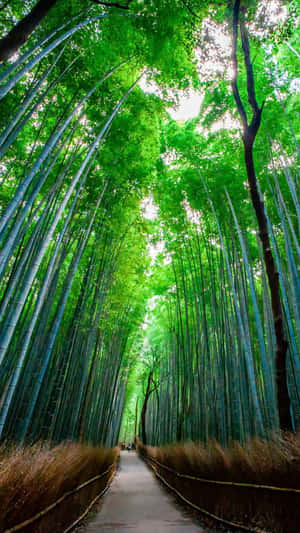 Take A Breath Of Fresh Air In A Serene Bamboo Forest. Wallpaper