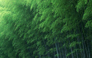 Take A Peaceful Stroll Through The Lush Bamboo Groves Of Nature Wallpaper