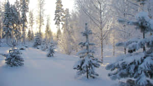 Take A Silent Stroll Through A Snowy Winter Forest Wallpaper