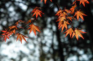 Take A Stroll In A Picturesque Autumnal Paradise Wallpaper