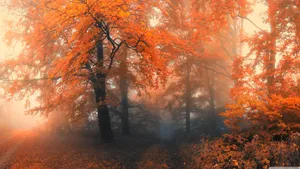 Take In The Beauty Of Autumn With This Breathtaking 3840 X 2160 Photograph. Wallpaper