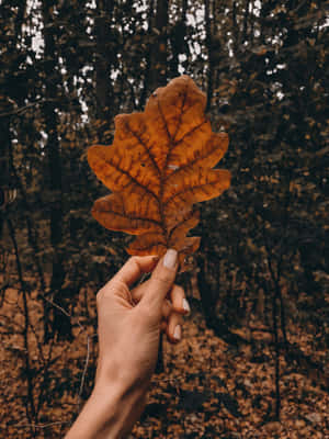 Take In The Beauty Of Fall With The Vibrant Colors Of Autumn Leaves Wallpaper