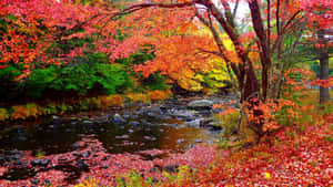 Take In The Mystical Autumn Color Of New England Wallpaper