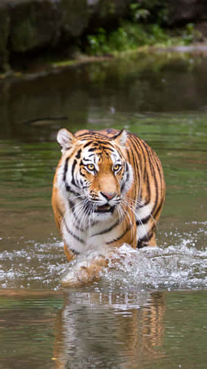 Take Your Conversation To The Next Level With Tiger Phone Wallpaper
