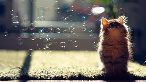 Taking A Cat Nap On The Desktop Wallpaper