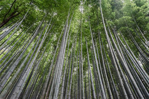 Tall Bamboo Plants Wallpaper